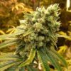 sour-diesel-feminized-2-1.jpg